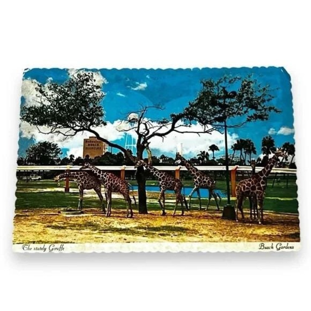 Postcard The Stately Giraffe Busch Gardens Tampa Florida c1974 4x6 Cont C233
